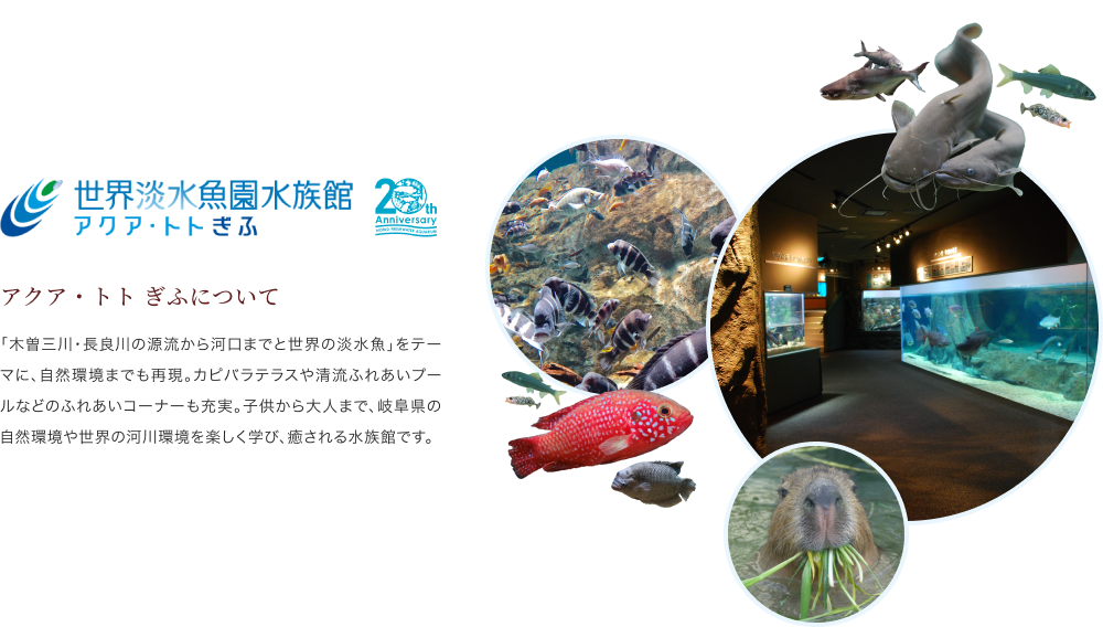 アクア・トト ぎふについて 「木曽三川・長良川の源流から河口までと世界の淡水魚」をテーマに、自然環境までも再現。カピバラテラスや清流ふれあいプールなどのふれあいコーナーも充実。子供から大人まで、岐阜県の自然環境や世界の河川環境を楽しく学び、癒される⽔族館です。